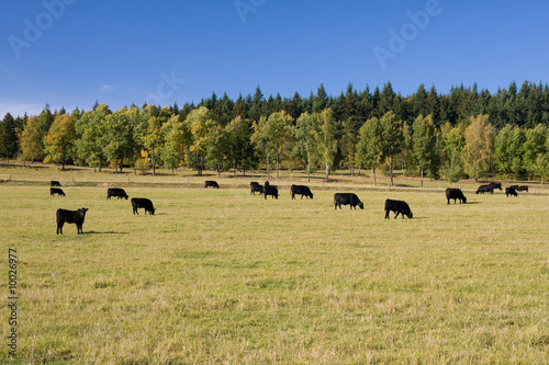 beautiful autumn landscape with grazing cows photo