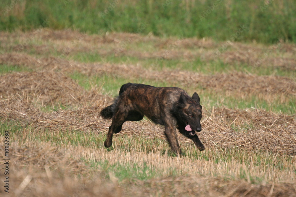 Chien marathonien après trois heures de course Chien marathonien après trois heures de course