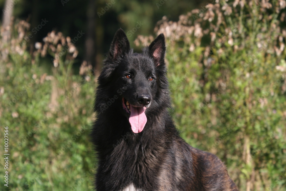 Portrait la langue tirée