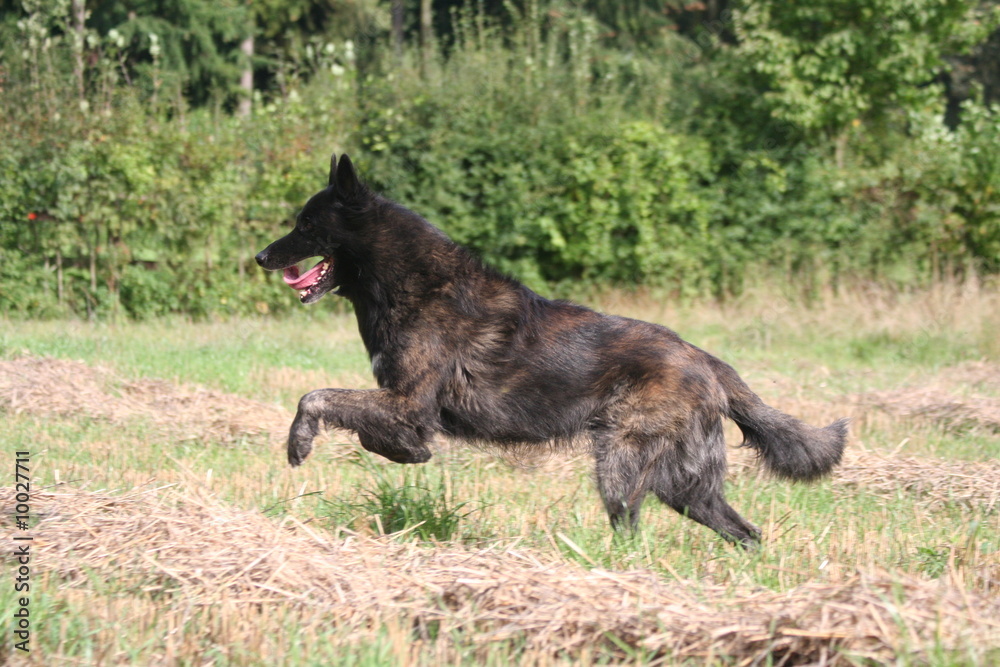 Fototapeta premium Berger hollandais joyeux en pleine campagne