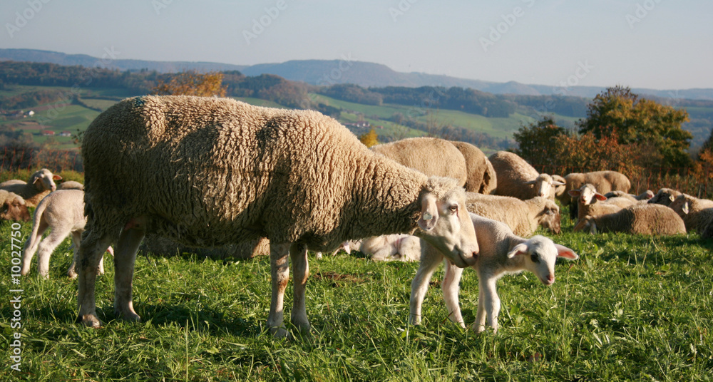Obraz premium Schaf und Lamm