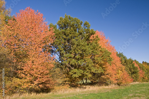 colorful autumn scenery in the park