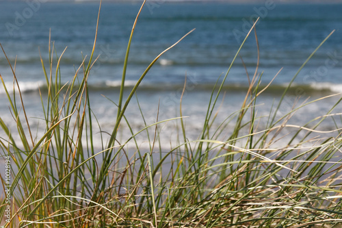 tall grass on the sand dunes in kerry ireland