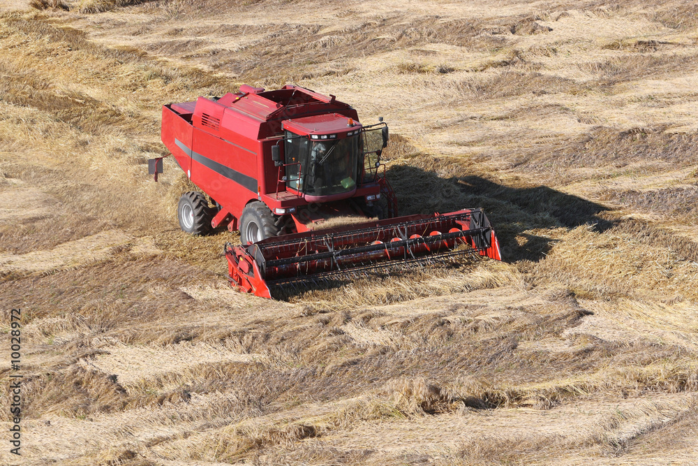 Machine harvesting the corn field