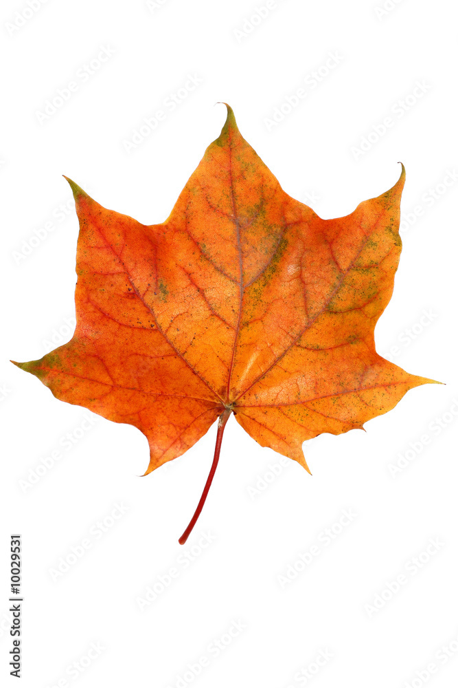 autumn leaf isolated