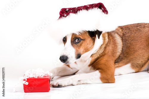 a cute dog in front of white background with a christmas gift © Doreen Salcher