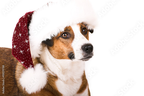a cute dog in front of white background with a christmas hat © Doreen Salcher