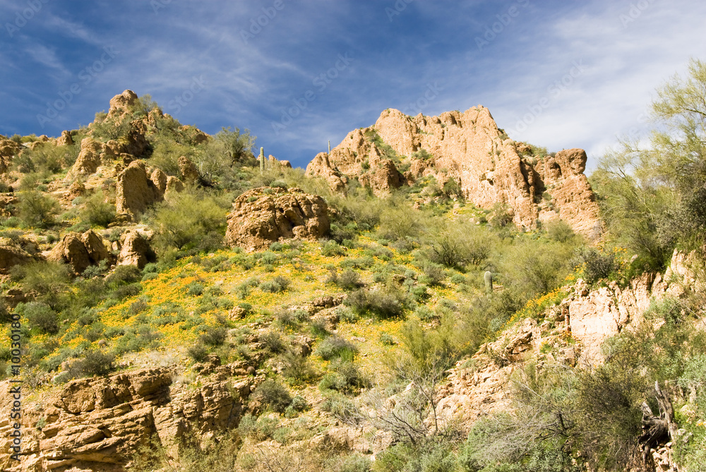 scenic view of the Sonoran desert wilderness in Arizona