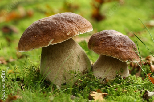 Two mushrooms