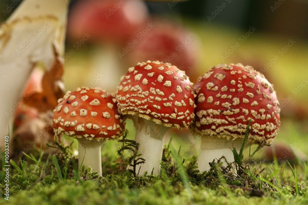 Obraz premium Three little toadstools