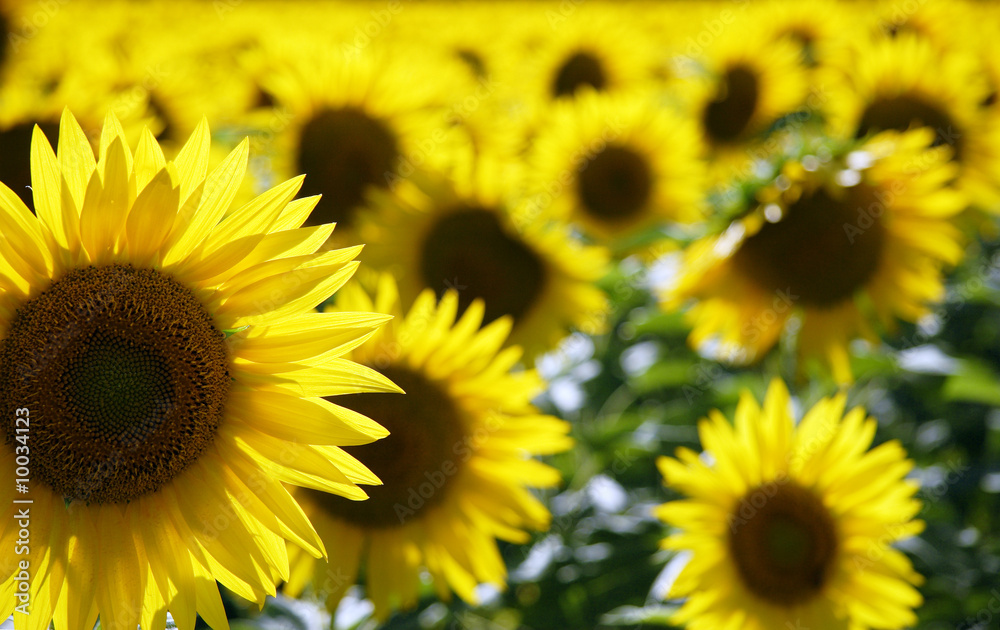 Fototapeta premium bi-plan de tournesol