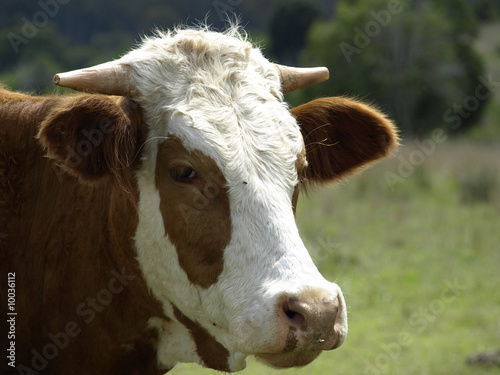 Portrait of a brown and white cow © sherjaca