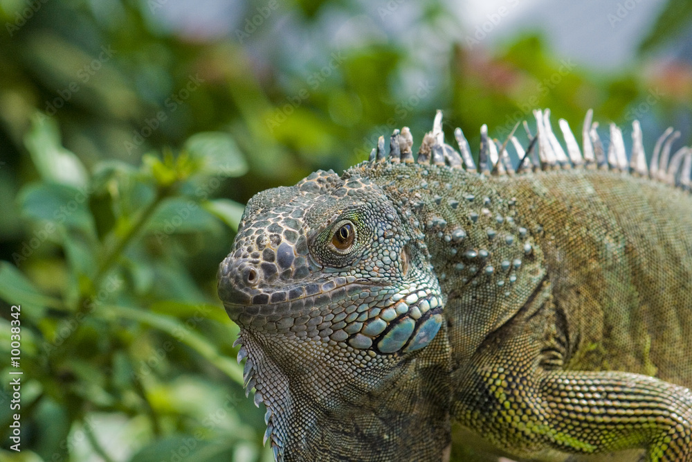 Fototapeta premium iguana