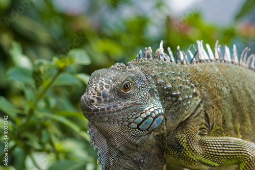 iguana