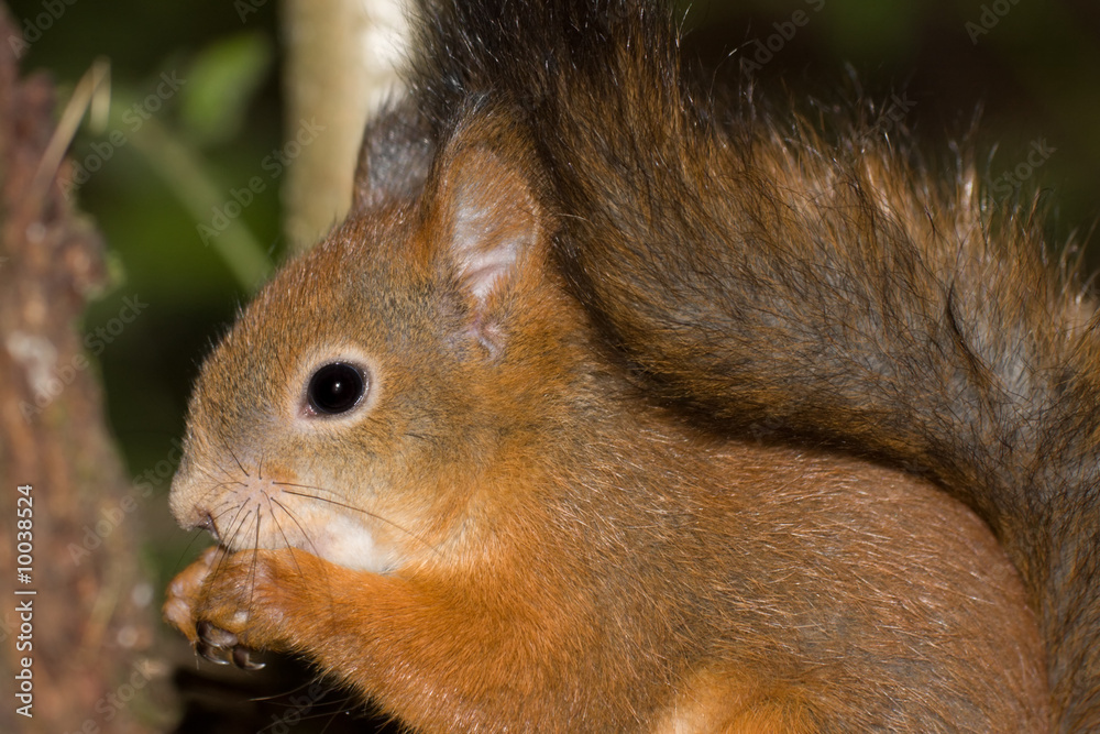 Fototapeta premium Squirrel