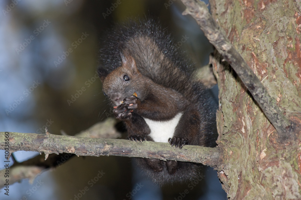 Obraz premium Squirrel