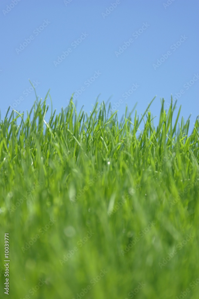 Fototapeta premium a healthy lawn