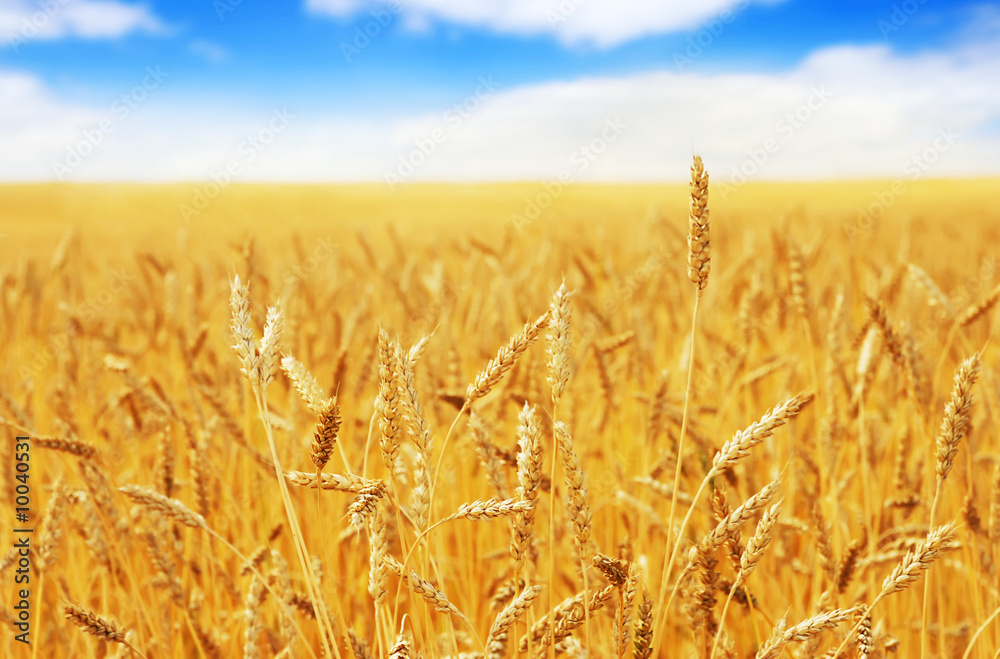 Naklejka premium Wheat
