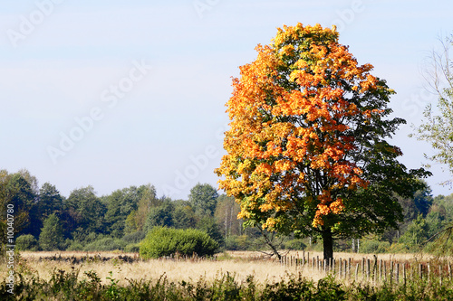 autumn tree on field