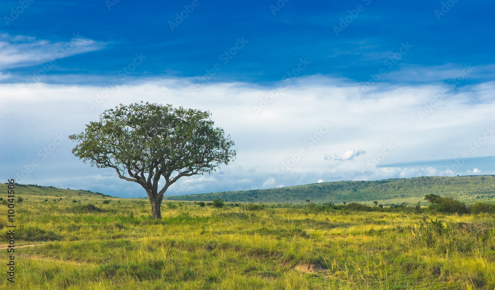 countryside landscape, tree standing in the field