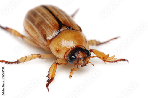 Close up of Blitopertha Polyanor (beetle) on white background. © Mau Horng