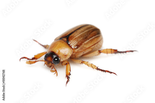 Blitopertha Polyanor (beetle) crawling on white background. photo