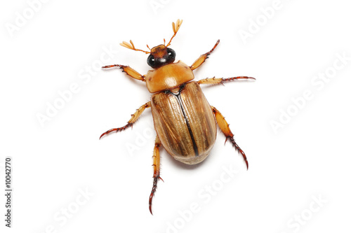 A Blitopertha Polyanor (beetle) isolated on white background.