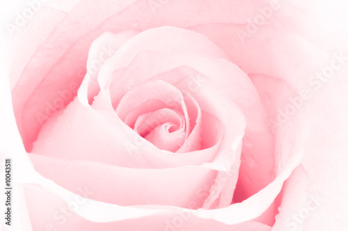 pink rose