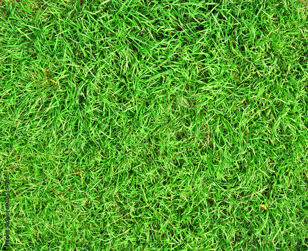 green grass background
