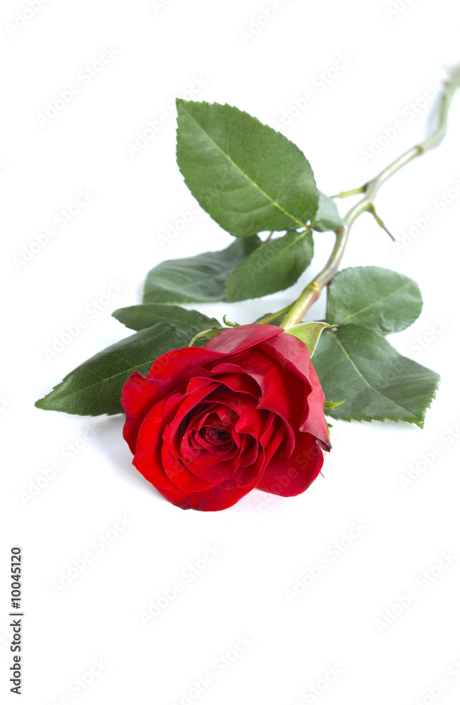 red rose red rose