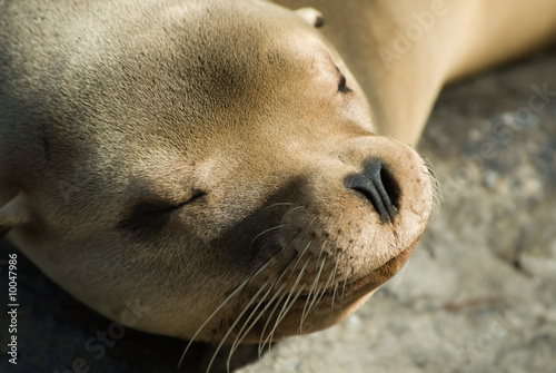 cute sleeping sea lion