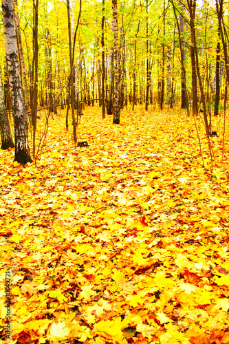 Edge of the forest wilth yellow fallen maple leaves