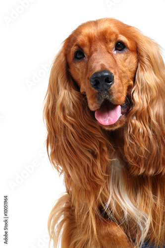 english cocker spaniel isolated over white background