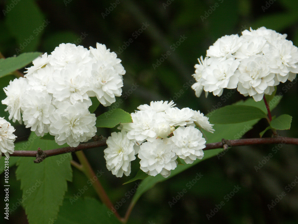 fleurs blanches d'aubépine fleurs blanches d'aubépine