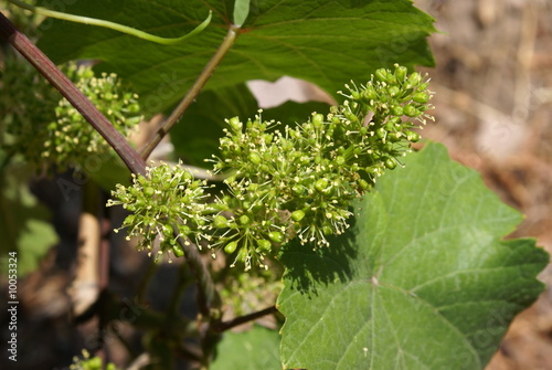 Blühender Wein
