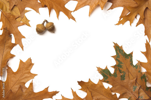 Yellow-brown oak leaves frame for your autumn design.