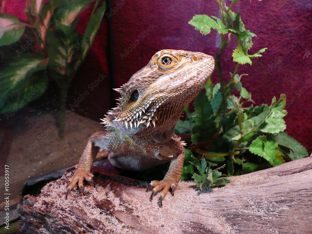 Obraz premium Bartmann