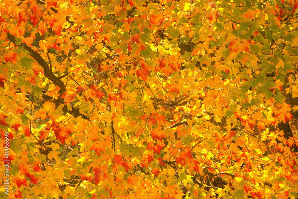 The vibrant colors of a Sugar Maple tree during peak colors. The vibrant colors of a Sugar Maple tree during peak colors.