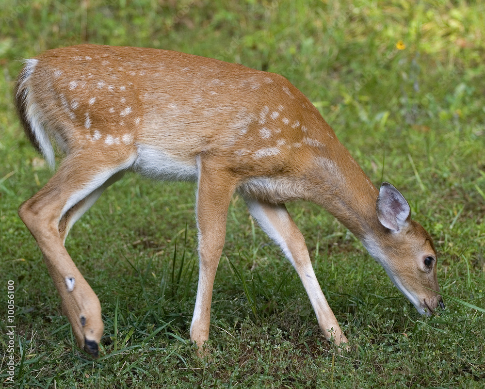 whitetail deer fawn that's looking for food whitetail deer fawn that's looking for food