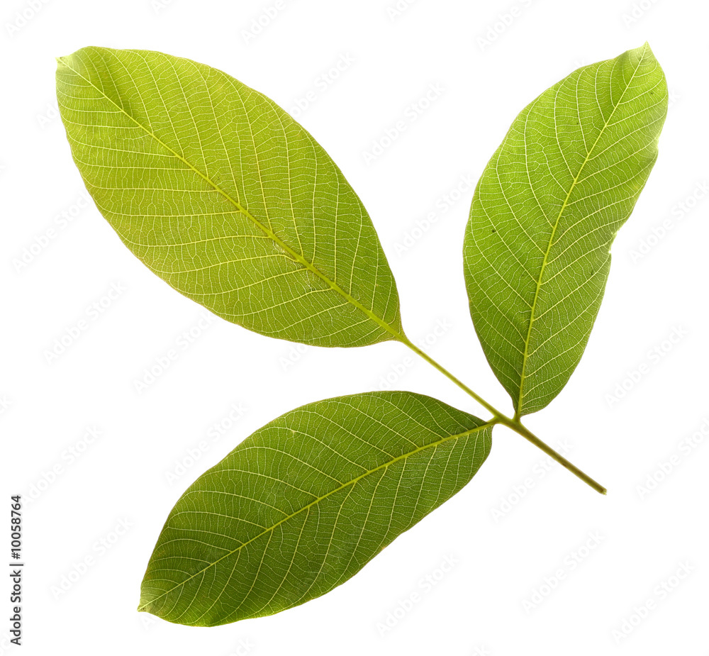 Obraz premium leaf on white