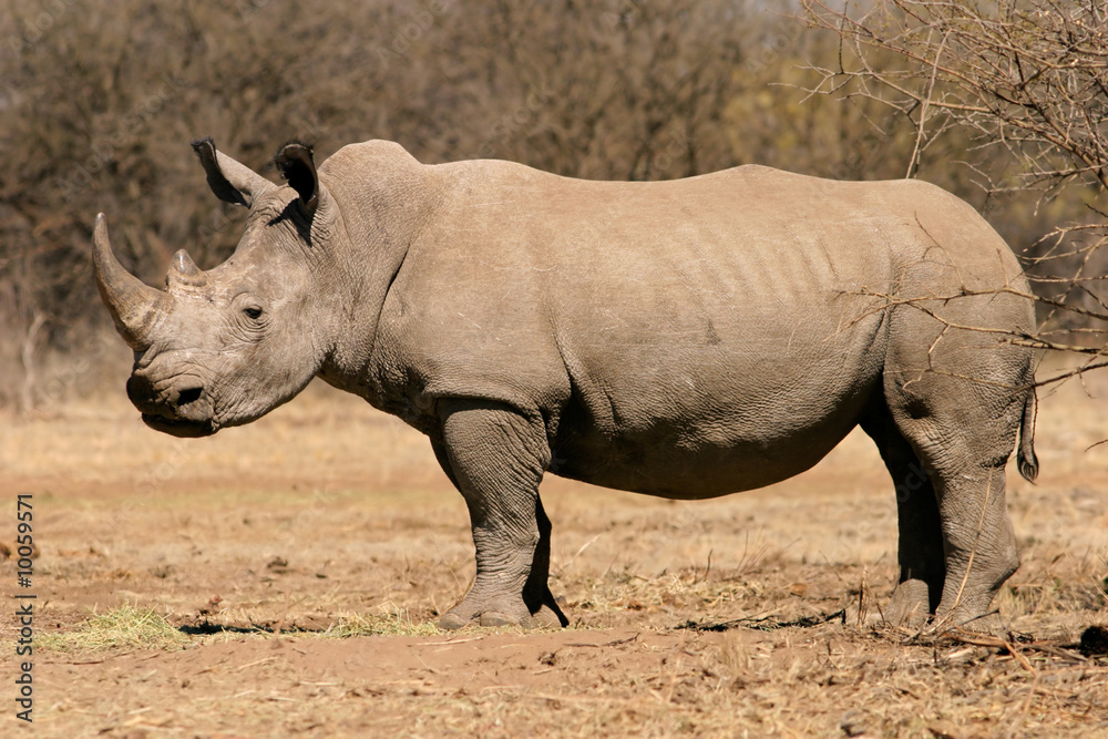 Fototapeta premium Black rhinoceros (Diceros bicornis), South Africa