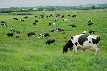Foto auf Leinwand Kuh Friesische (Holstein) Milchkühe grasen auf saftig grünen Weiden  © EcoView