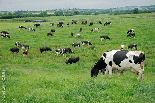Friesian (Holstein) dairy cows grazing on lush green pasture Fototapet