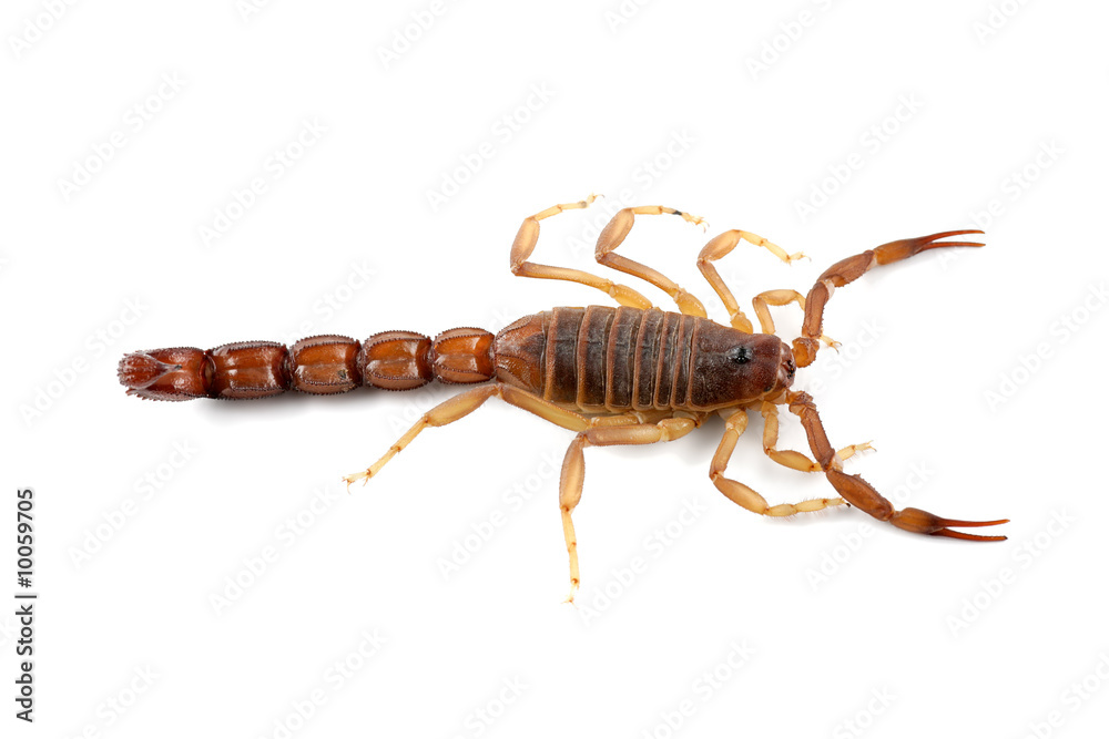Poisonous African scorpion (Parabuthus spp.) on white Poisonous African scorpion (Parabuthus spp.) on white