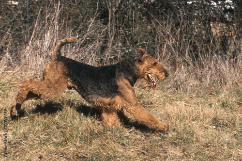 Photos Airedale terrier gambade à la campagne
