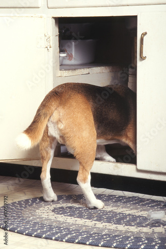 Quadro su tela Beagle faisant des bêtises dangereuses pou lui