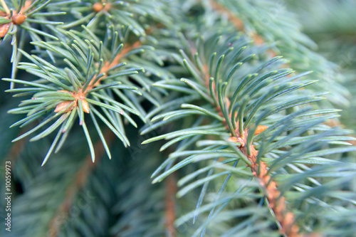 bright green needles of a fir-tree