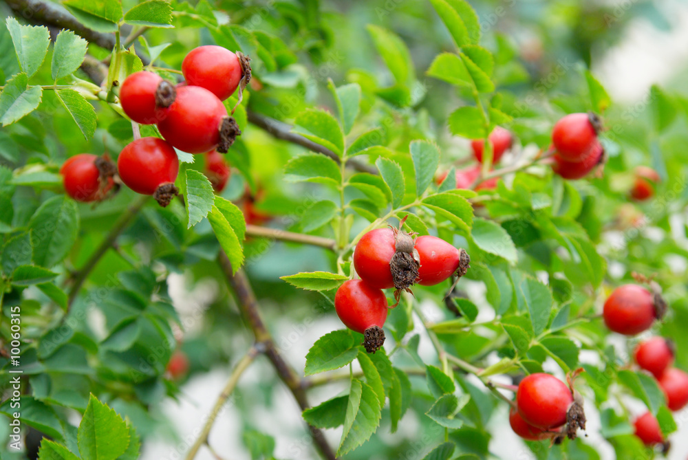 Red hips with leaves.