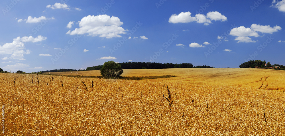 Wheat field and a blue sky full of clouds - panorama