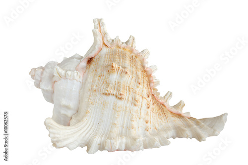 White sea shell (isolated on black background)